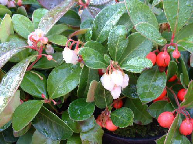 Libavka polehlá 'Red Baron' - Gaultheria procumbens 'Red Baron'