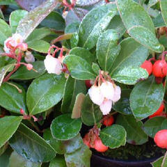 Libavka polehlá 'Red Baron' - Gaultheria procumbens 'Red Baron'