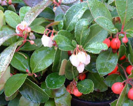Libavka polehlá 'Red Baron'