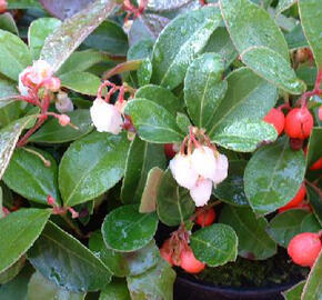 Libavka polehlá 'Red Baron' - Gaultheria procumbens 'Red Baron'