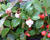 Libavka polehlá 'Red Baron'