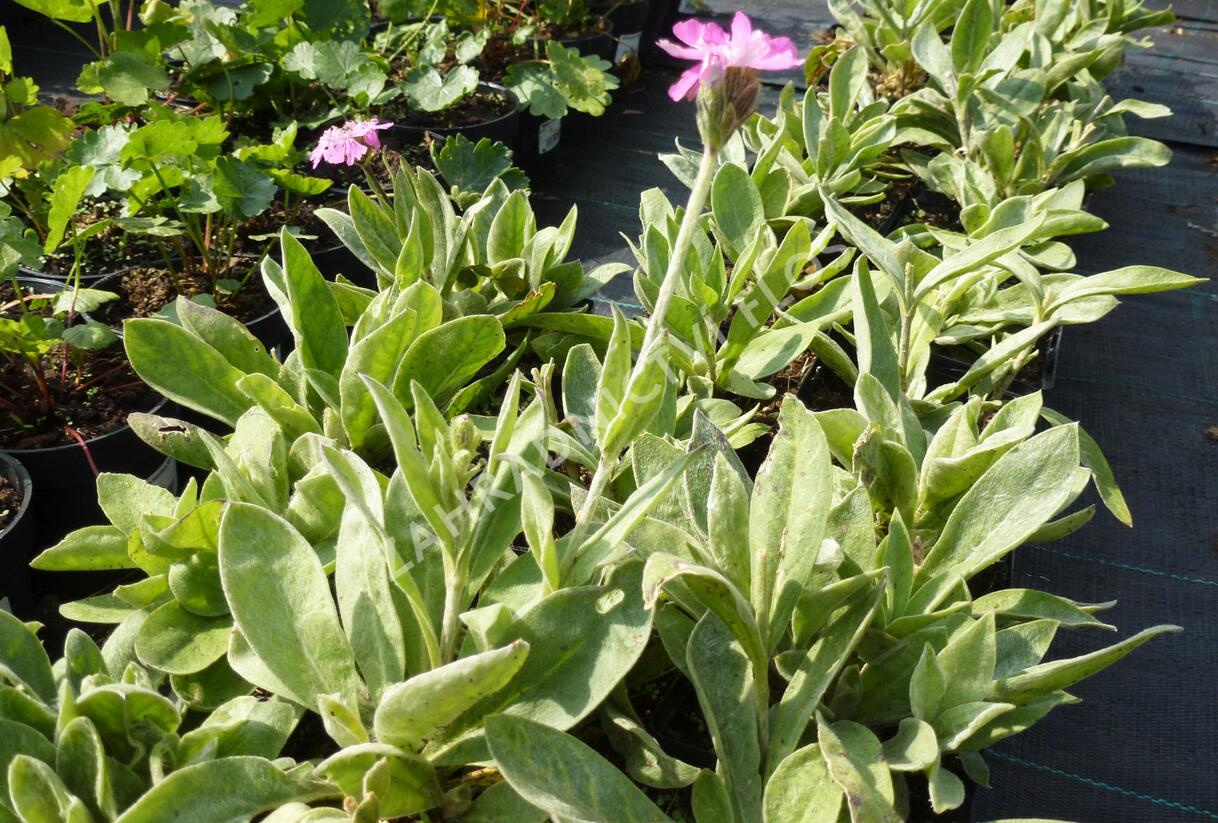Kohoutek 'Retezat-R' - Lychnis 'Retezat'
