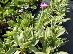Kohoutek 'Retezat-R' - Lychnis 'Retezat'