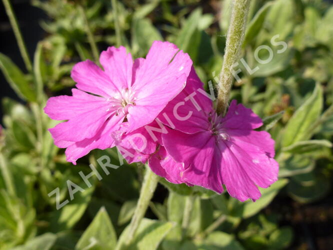 Kohoutek 'Retezat-R' - Lychnis 'Retezat'