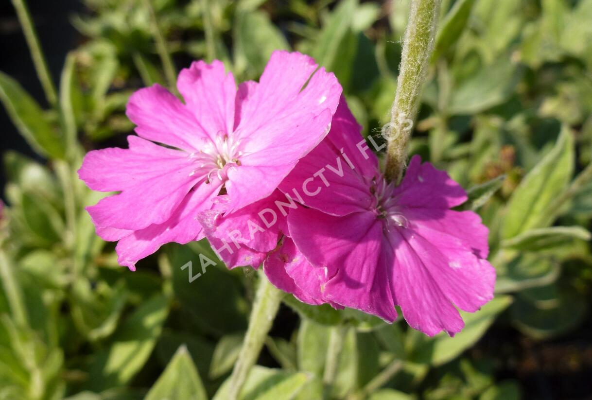Kohoutek 'Retezat-R' - Lychnis 'Retezat'