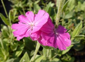 Kohoutek 'Retezat-R' - Lychnis 'Retezat'