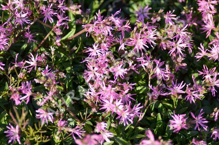 Kohoutek luční 'Nana' - Lychnis flos-cuculi 'Nana'