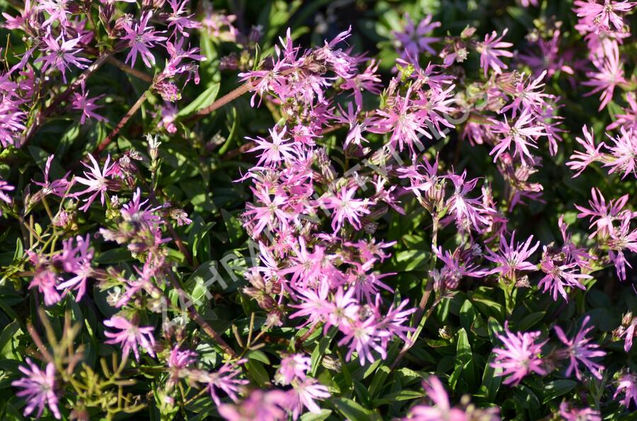 Kohoutek luční 'Nana' - Lychnis flos-cuculi 'Nana'