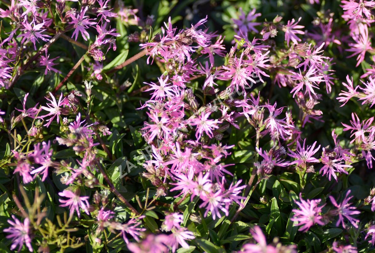 Kohoutek luční 'Nana' - Lychnis flos-cuculi 'Nana'