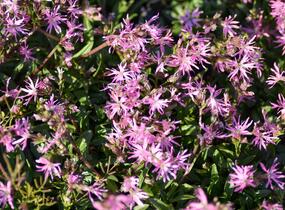 Kohoutek luční 'Nana' - Lychnis flos-cuculi 'Nana'