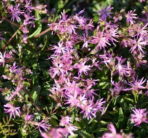 Kohoutek luční 'Nana' - Lychnis flos-cuculi 'Nana'