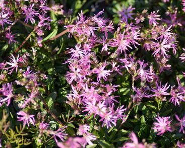 Kohoutek luční 'Nana'