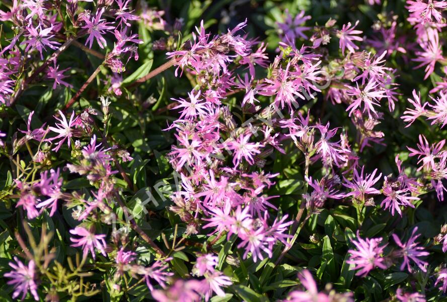 Kohoutek luční 'Nana' - Lychnis flos-cuculi 'Nana'