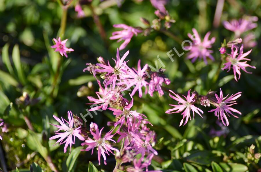 Kohoutek luční 'Nana' - Lychnis flos-cuculi 'Nana'
