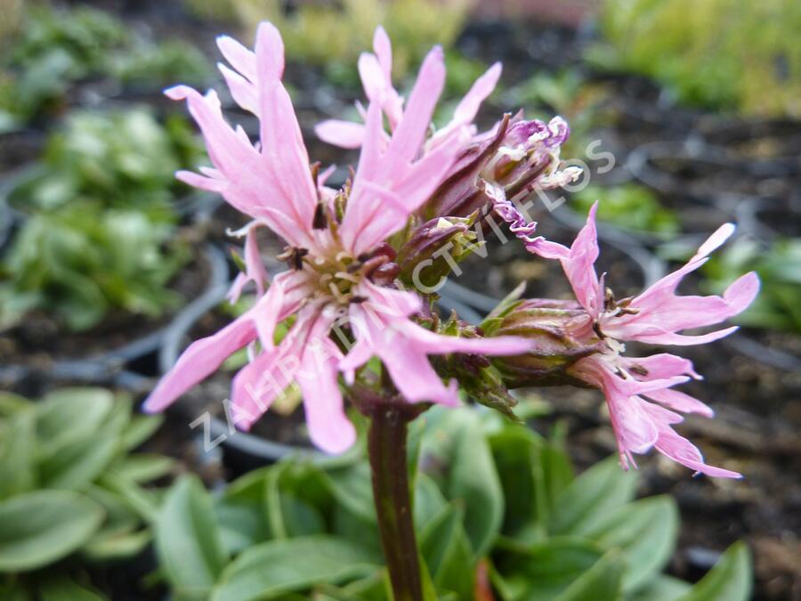Kohoutek luční 'Nana' - Lychnis flos-cuculi 'Nana'
