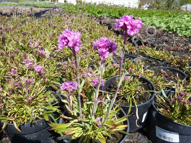 Kohoutek alpský 'Lely' - Lychnis alpina 'Lely'