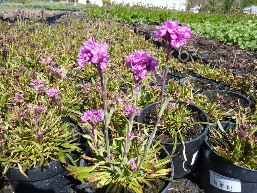 Kohoutek alpský 'Lely' - Lychnis alpina 'Lely'