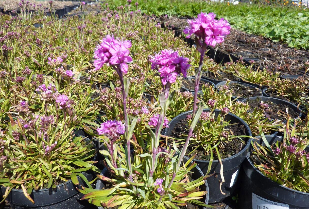 Kohoutek alpský 'Lely' - Lychnis alpina 'Lely'