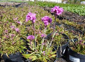 Kohoutek alpský 'Lely' - Lychnis alpina 'Lely'