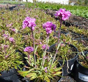 Kohoutek alpský 'Lely' - Lychnis alpina 'Lely'