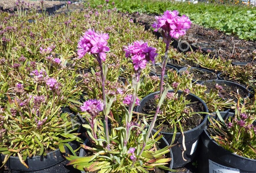 Kohoutek alpský 'Lely' - Lychnis alpina 'Lely'