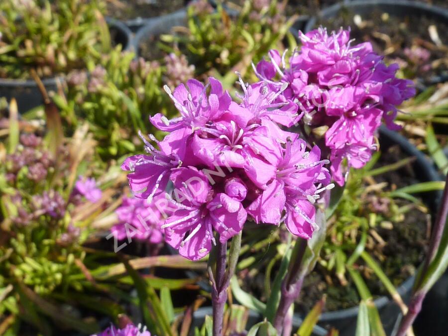 Kohoutek alpský 'Lely' - Lychnis alpina 'Lely'