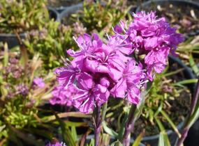 Kohoutek alpský 'Lely' - Lychnis alpina 'Lely'