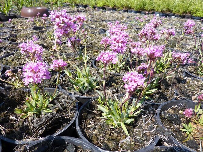 Kohoutek alpský 'Lara' - Lychnis alpina 'Lara'