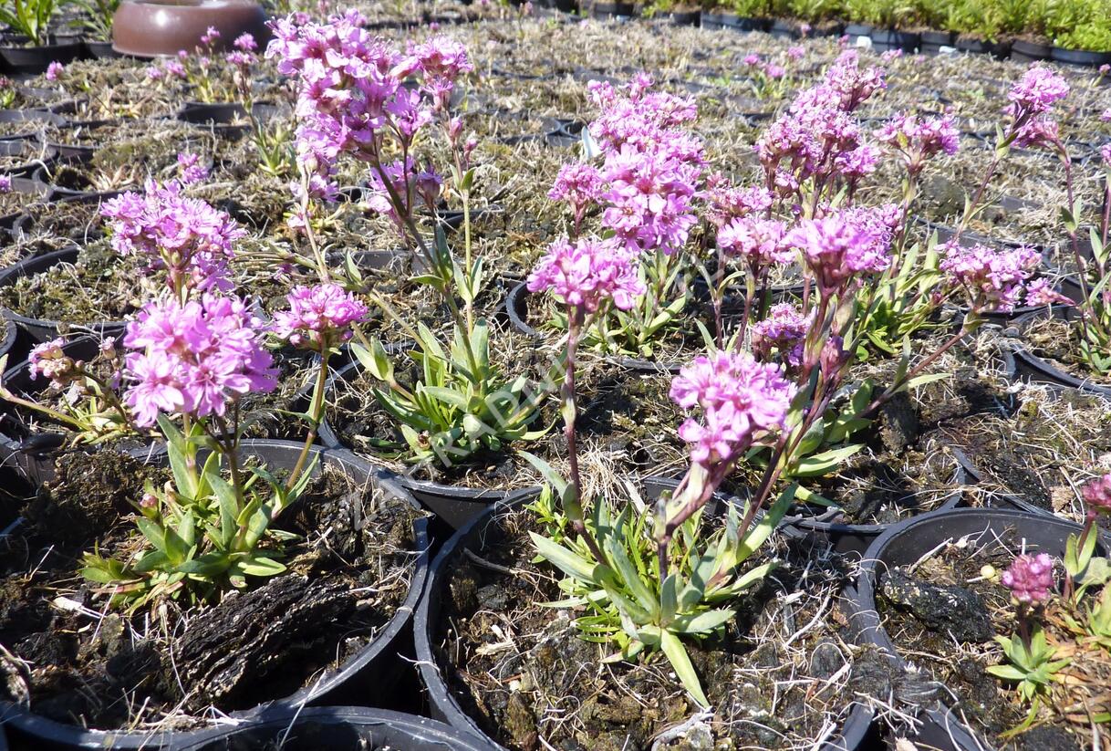 Kohoutek alpský 'Lara' - Lychnis alpina 'Lara'