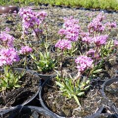 Kohoutek alpský 'Lara' - Lychnis alpina 'Lara'