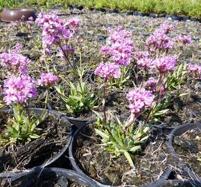 Kohoutek alpský 'Lara' - Lychnis alpina 'Lara'