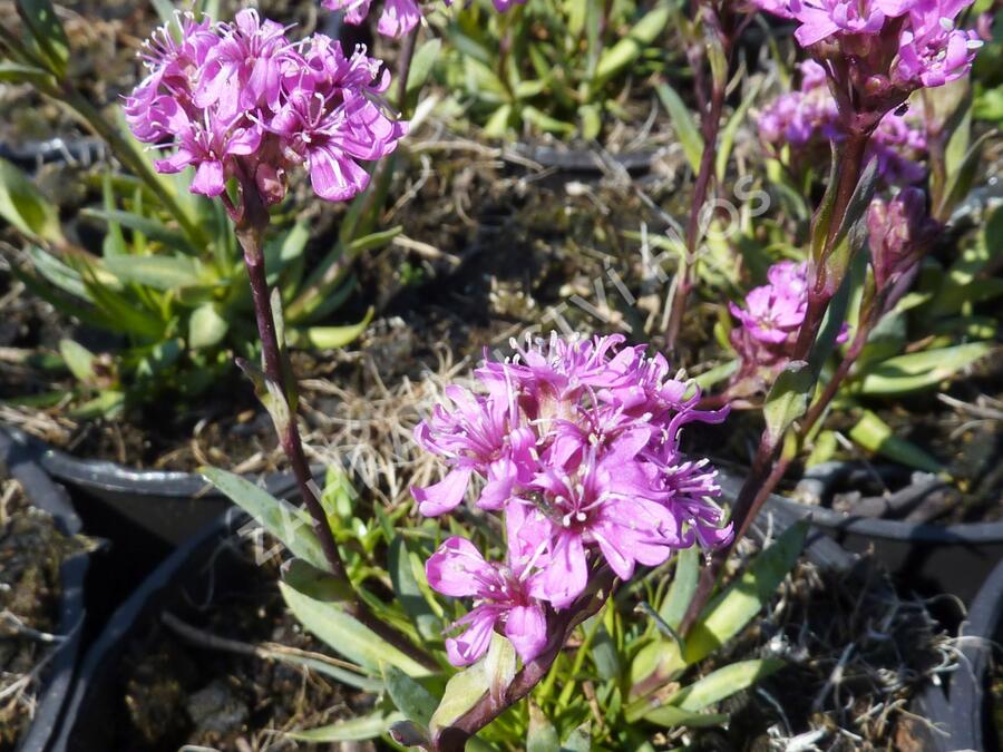 Kohoutek alpský 'Lara' - Lychnis alpina 'Lara'