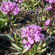 Kohoutek alpský 'Lara' - Lychnis alpina 'Lara'