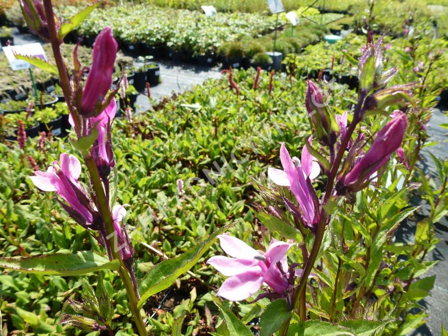 Lobelka 'Rosenkavalier' - Lobelia gerardii 'Rosenkavalier'