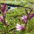 Lobelka 'Rosenkavalier' - Lobelia gerardii 'Rosenkavalier'