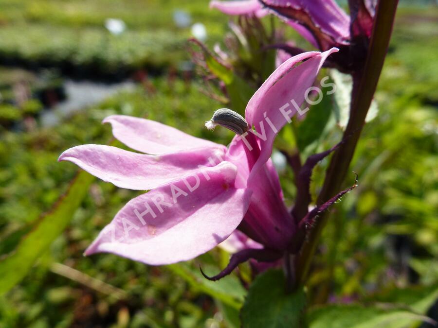 Lobelka 'Rosenkavalier' - Lobelia gerardii 'Rosenkavalier'
