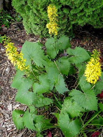 Popelivka 'Little Rocket' - Ligularia 'Little Rocket'