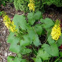 Popelivka 'Little Rocket' - Ligularia 'Little Rocket'