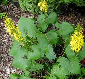 Popelivka 'Little Rocket' - Ligularia 'Little Rocket'