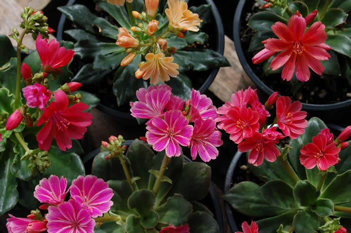 Levisie 'Sunset Strain' - Lewisia x cotyledon 'Sunset Strain'