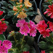 Levisie 'Sunset Strain' - Lewisia x cotyledon 'Sunset Strain'