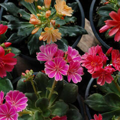 Levisie 'Sunset Strain' - Lewisia x cotyledon 'Sunset Strain'