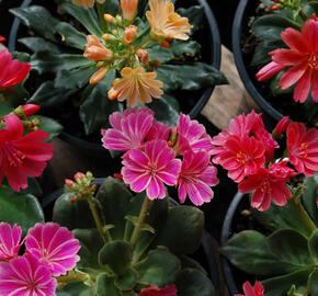 Levisie 'Sunset Strain' - Lewisia x cotyledon 'Sunset Strain'