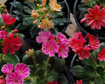 Levisie 'Sunset Strain'