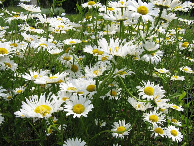 Kopretina největší - Leucanthemum maximum