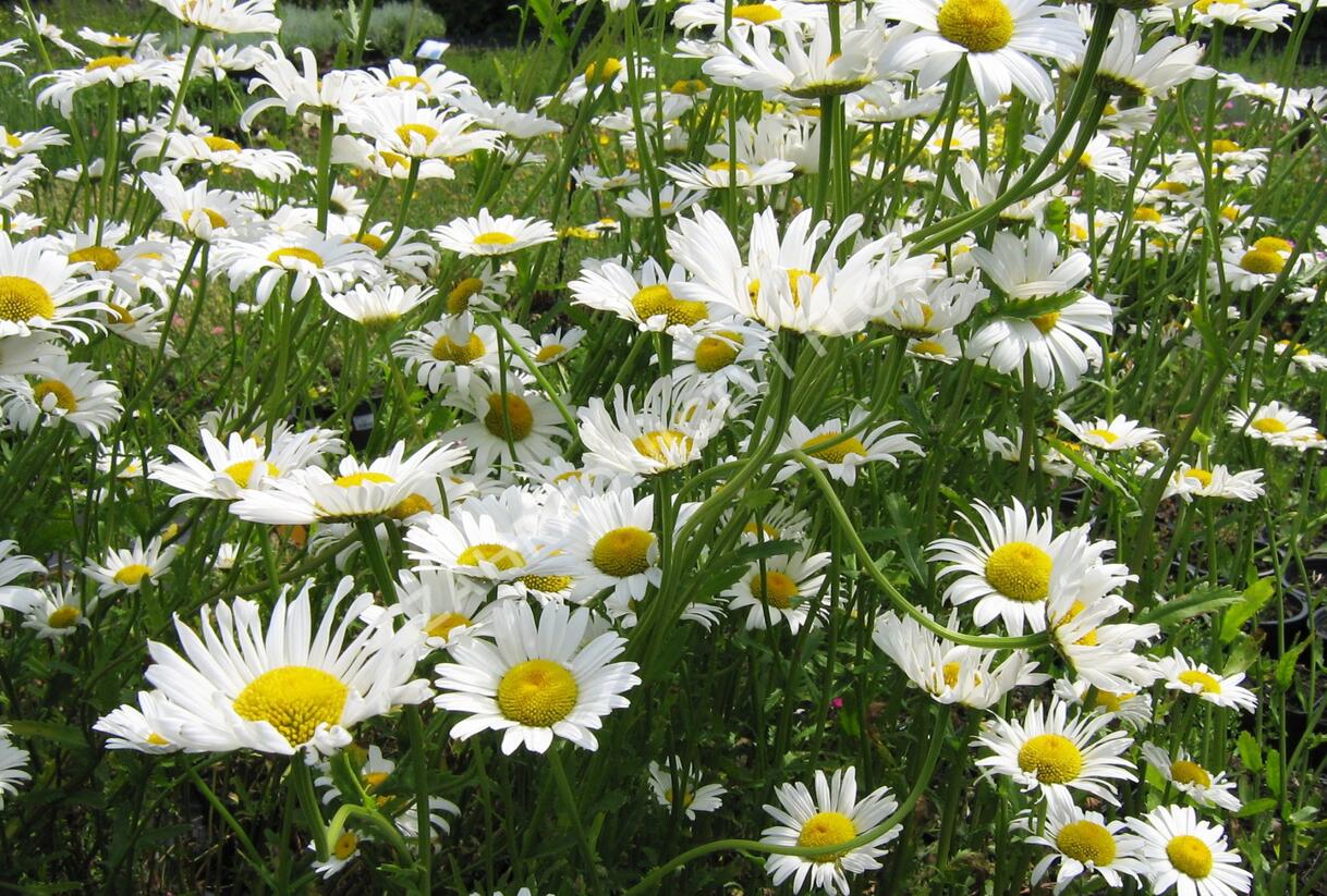 Kopretina největší - Leucanthemum maximum