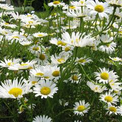 Kopretina největší - Leucanthemum maximum