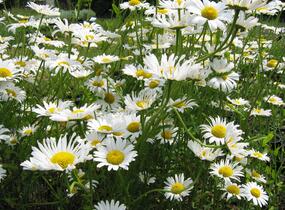 Kopretina největší - Leucanthemum maximum