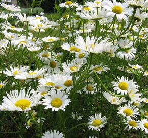 Kopretina největší - Leucanthemum maximum