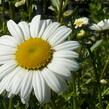 Kopretina největší - Leucanthemum maximum